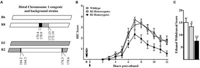 A Systems Approach Implicates a Brain Mitochondrial Oxidative Homeostasis Co-expression Network in Genetic Vulnerability to Alcohol Withdrawal